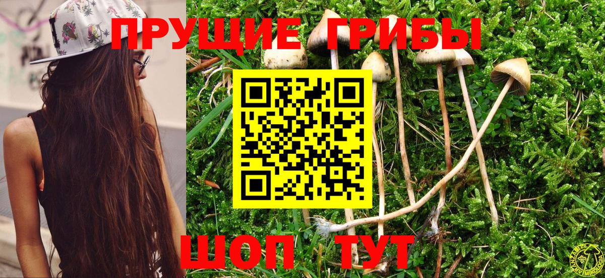 Псилоцибиновые грибы Cubensis Медногорск